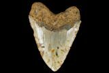 Fossil Megalodon Tooth - + Foot Prehistoric Shark #114402-2